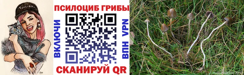 Галлюциногенные грибы Psilocybe  ОМГ ОМГ ссылка  Ликино-Дулёво 